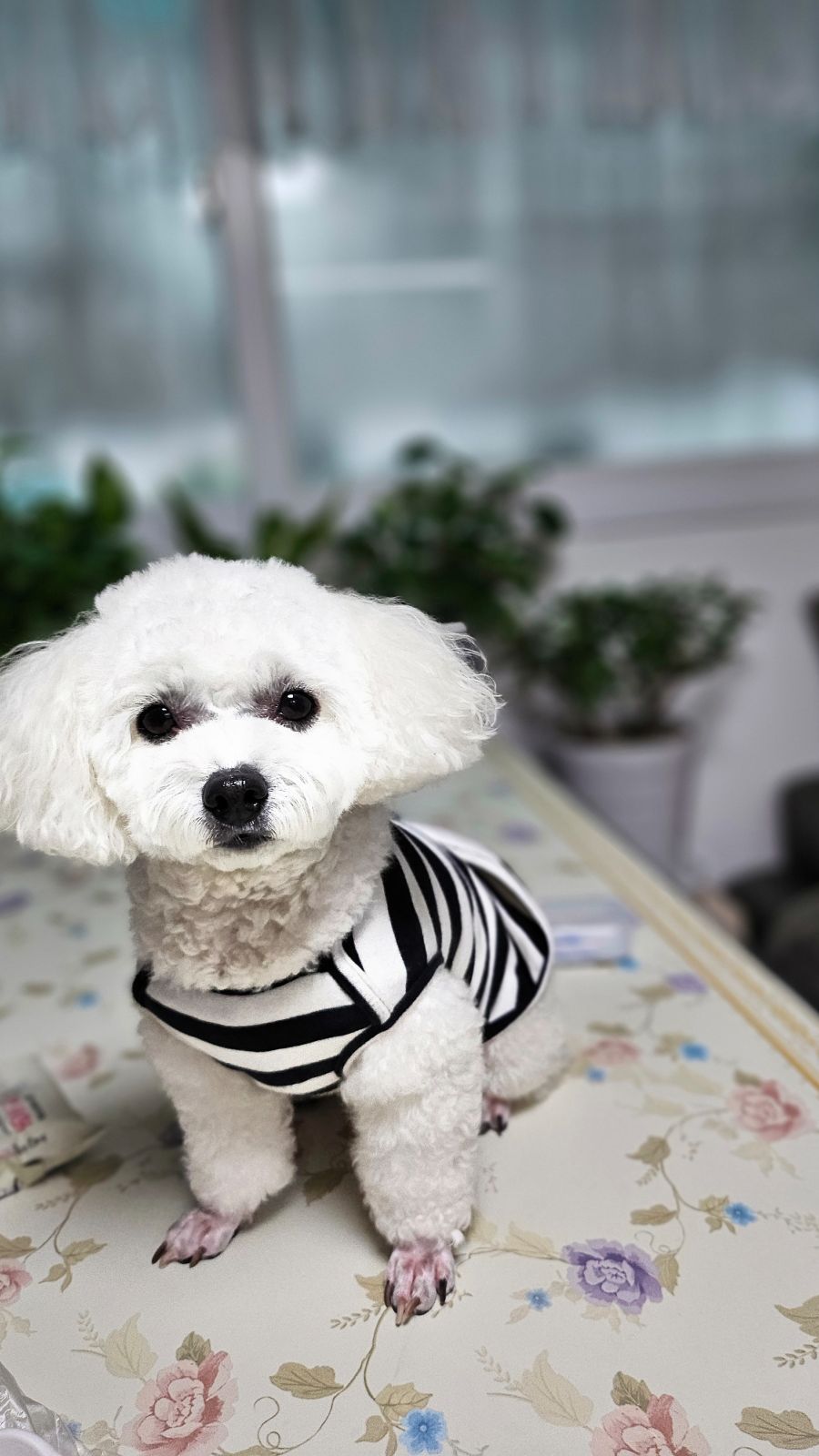 [개냥아치] - 이쁜 우리소담~~일년 넘게 단니... - 이미지 1