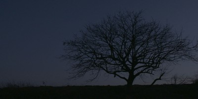 할머니와 감나무