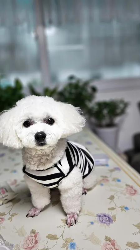 개냥아치 대표 이미지