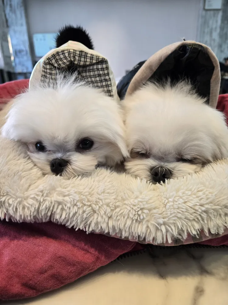 더왈츠 앤 조이피아 강남 대표 이미지