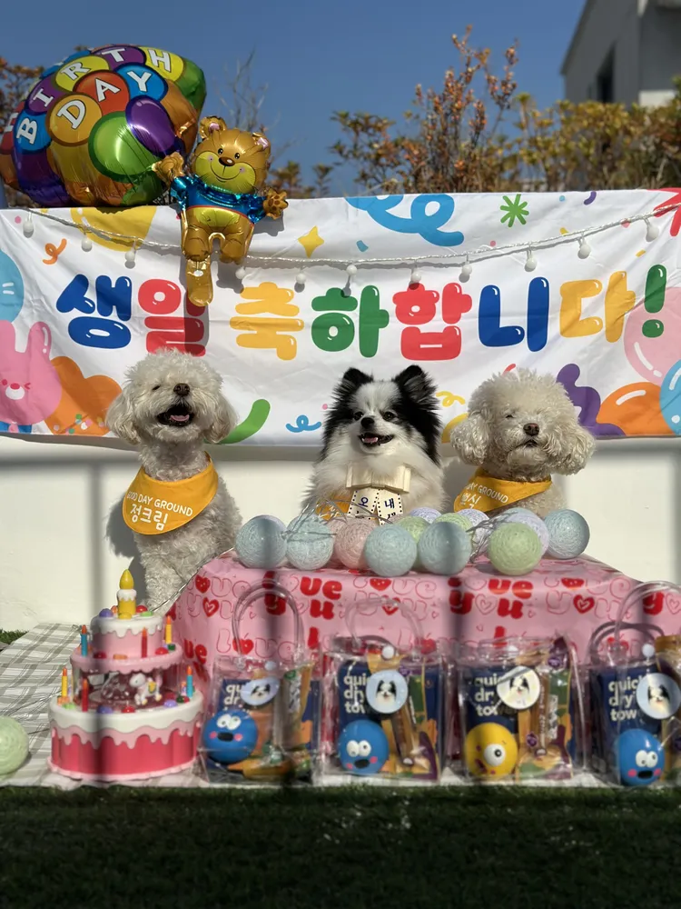굿데이그라운드 애견 유치원&놀이방 대표 이미지