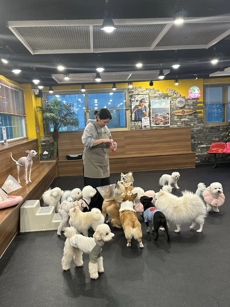 독특하개 대표 이미지