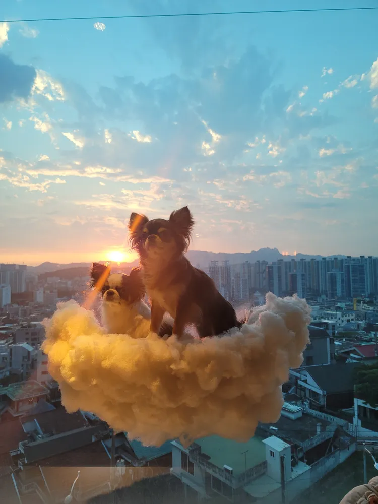 똥강아지카페 대표 이미지