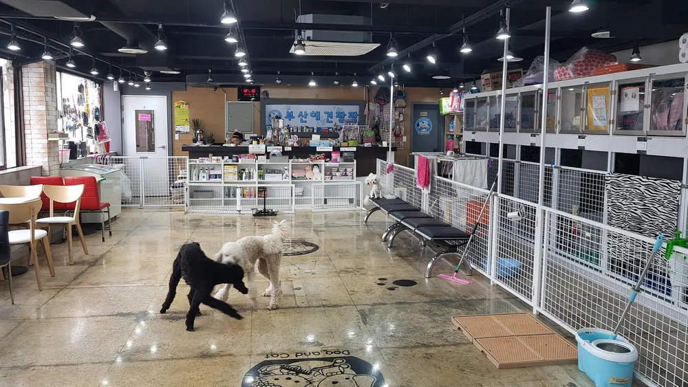 부산애견팡팡 대표 이미지