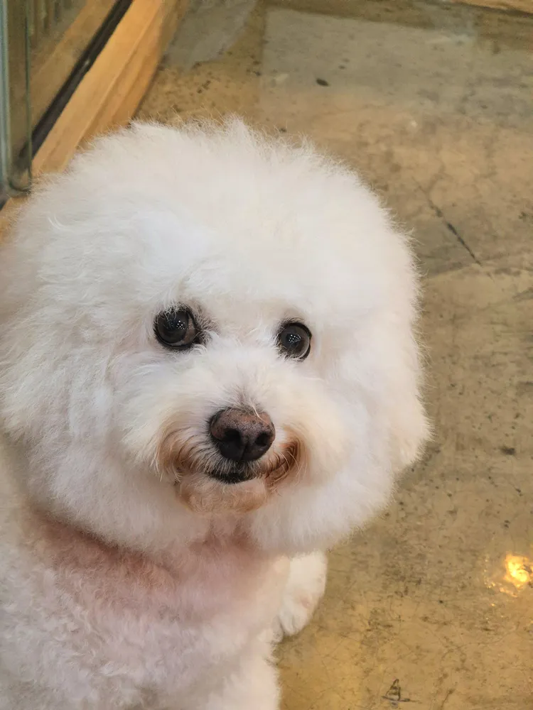 밀독애견호텔유치원 대표 이미지