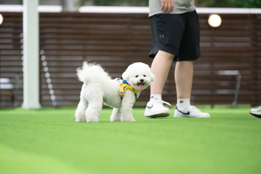 견우재 [펫푸드레스토랑, 반려견 운동장] 대표 이미지