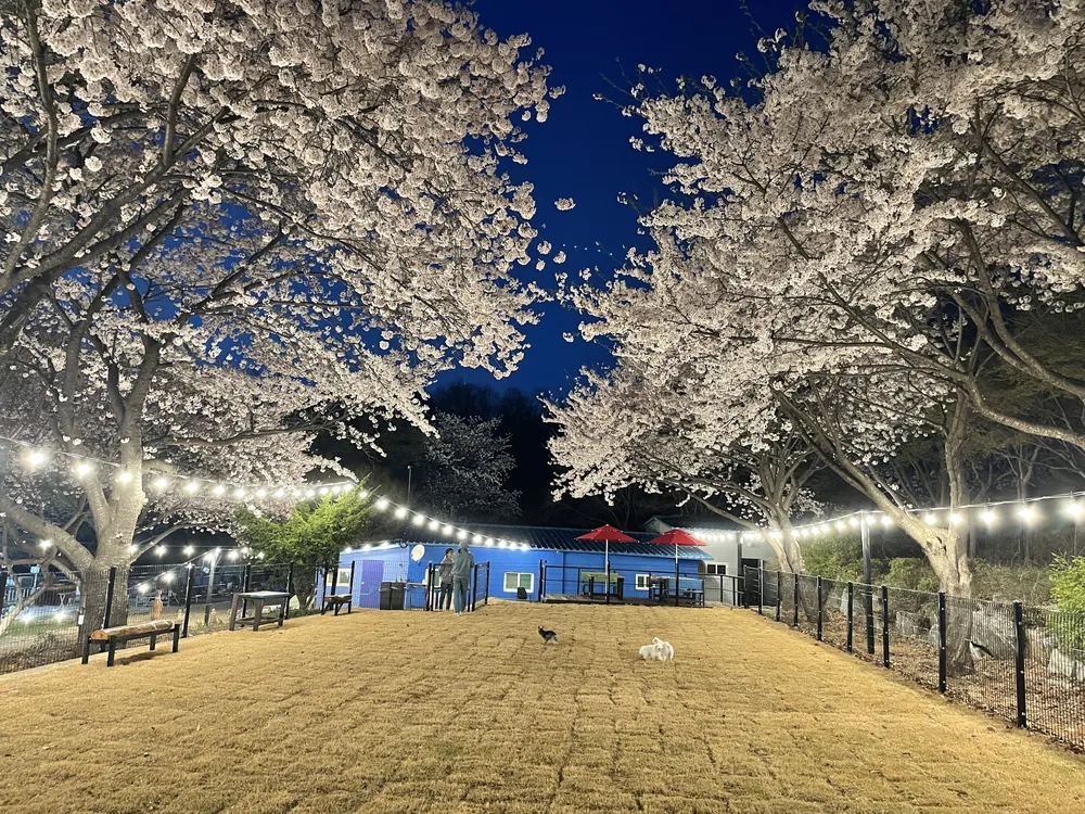꾸러기강아지 운동장 대표 이미지