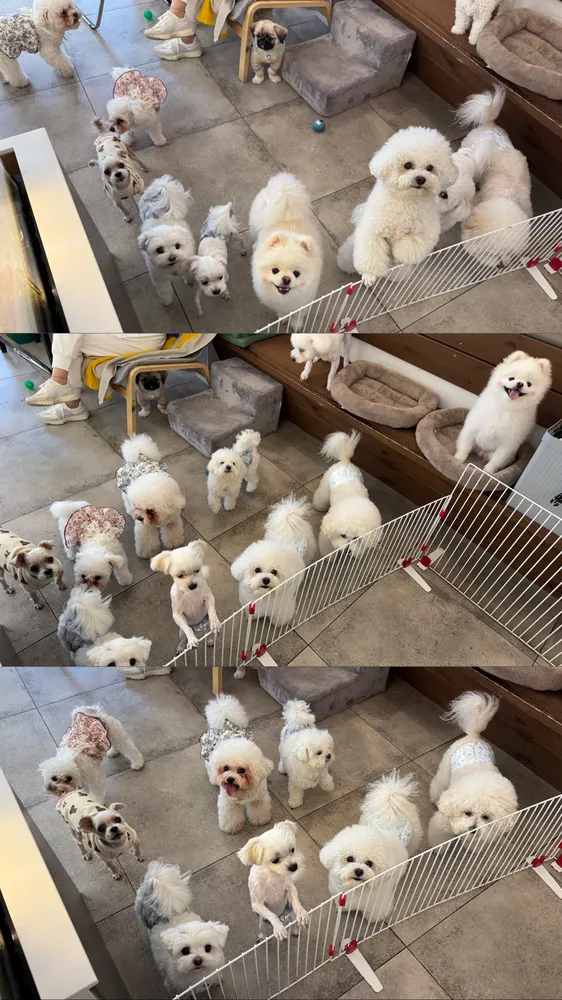 오미네카페&애견유치원호텔 스퀘어7 대표 이미지