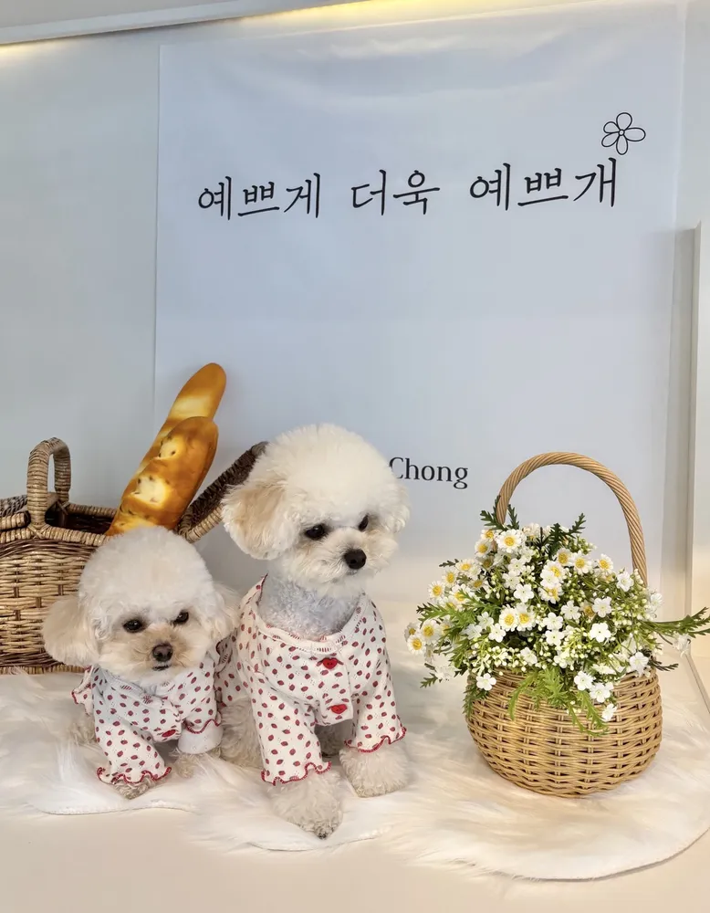 강아지총총 대표 이미지
