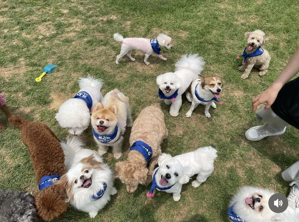 사랑스럽개 대표 이미지
