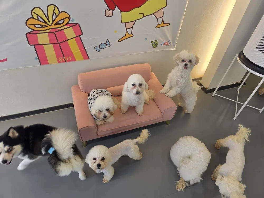 멍쉬멜로 애견카페 대표 이미지