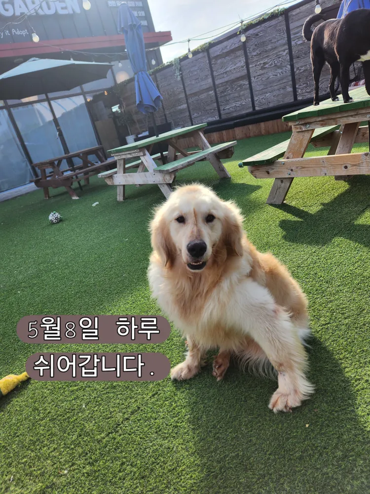 천안유기견카페 잇츠독 대표 이미지