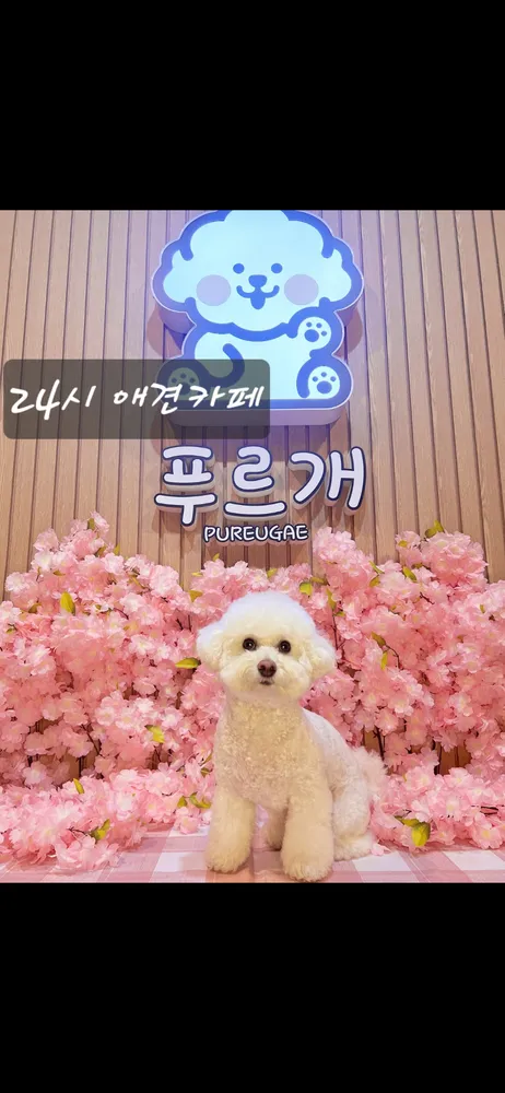 푸르개 대표 이미지