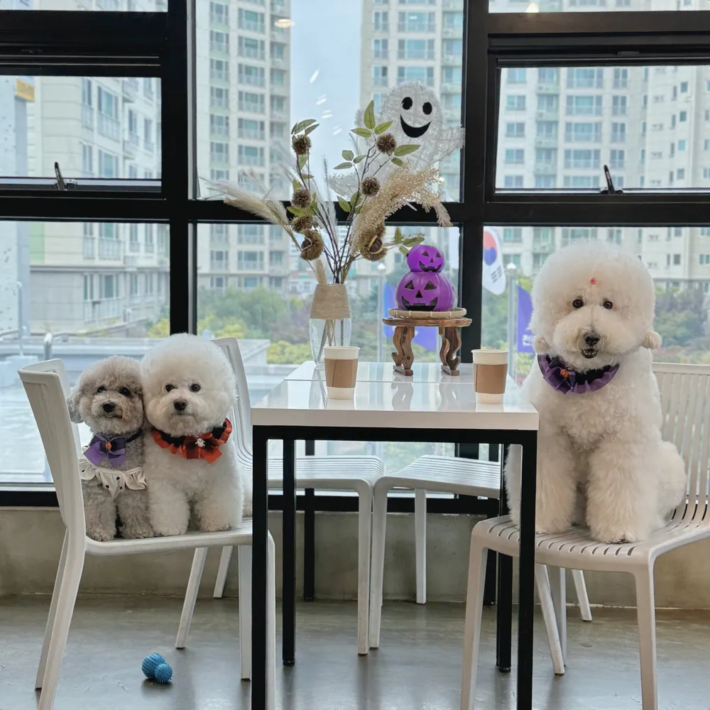 꽃분이네애견카페 대표 이미지