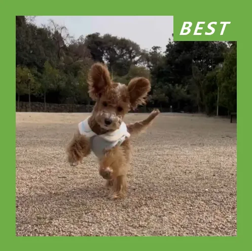 Purrpet 퍼펫 쇼룸 & 피피애견운동장 대표 이미지