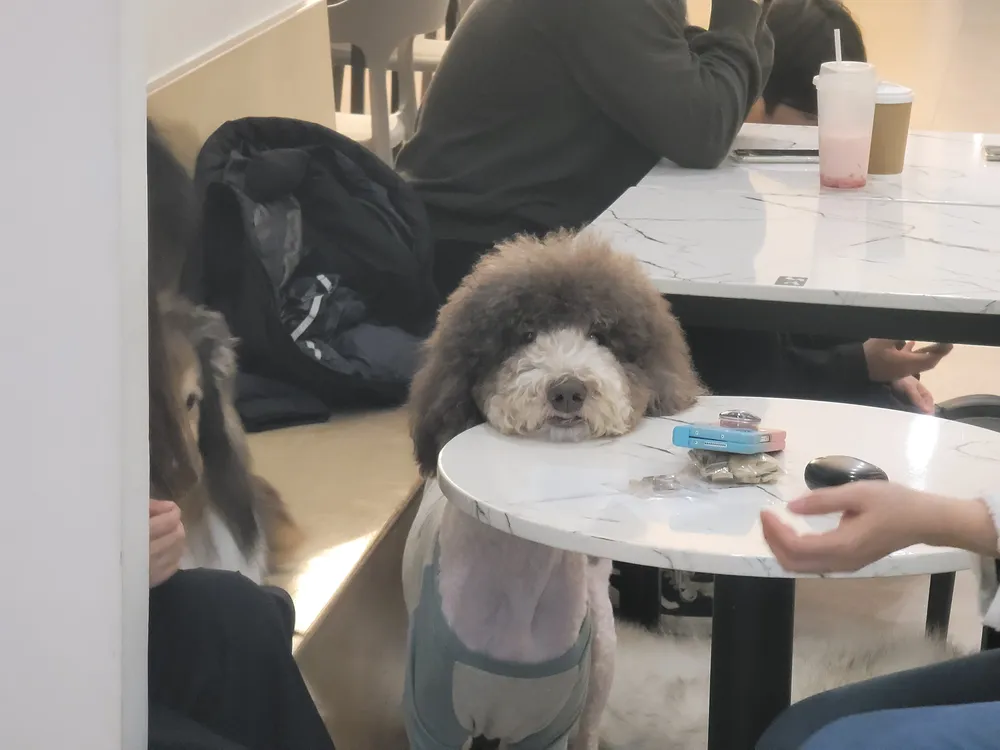 펫다방 대표 이미지