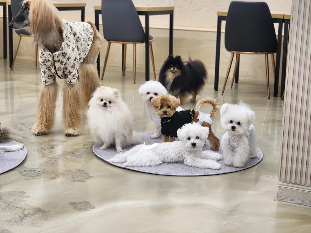 퍼펫애견카페 대표 이미지