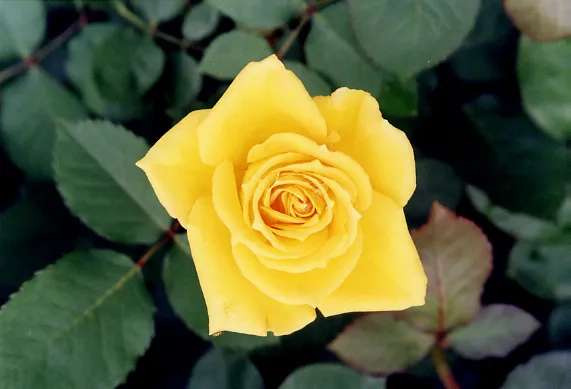 축복플라워 대표 이미지