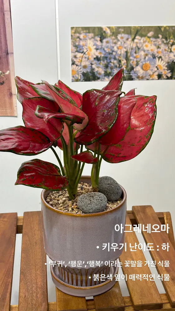 어뮤즈가드닝 대표 이미지