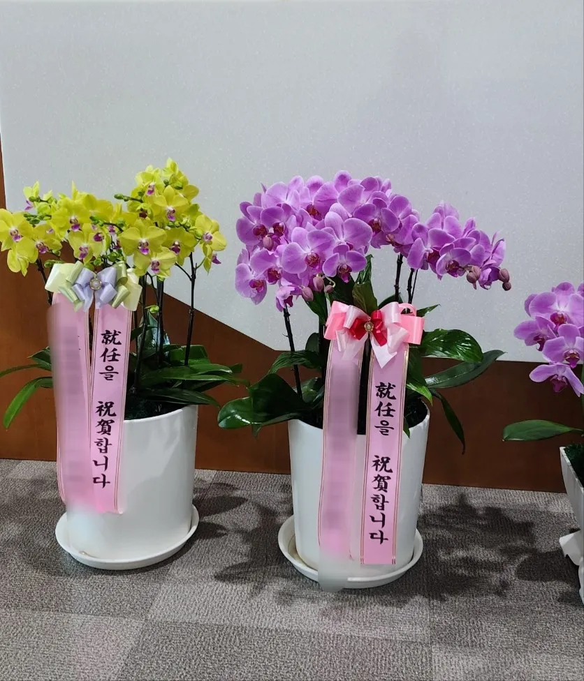 미라플라워 대표 이미지