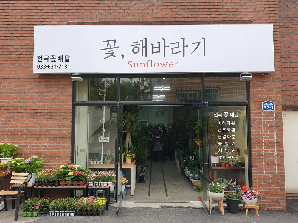 꽃해바라기 대표 이미지