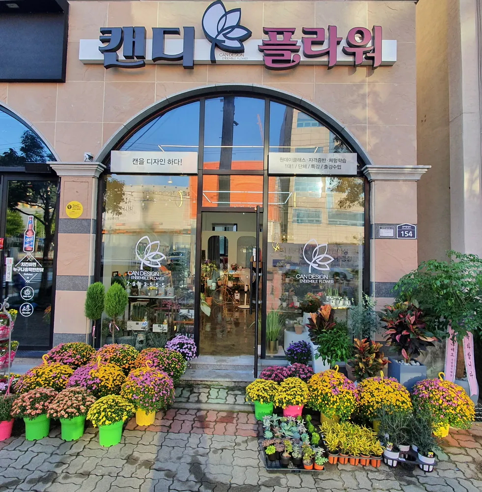 캔디플라워 대표 이미지
