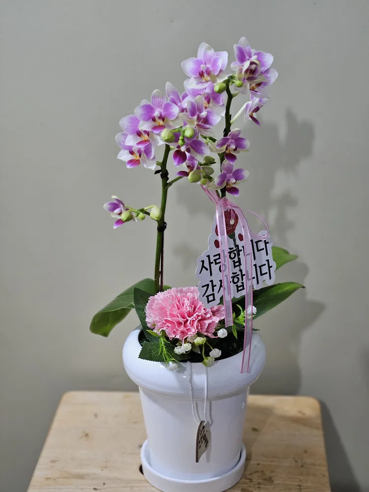 마리플라워 대표 이미지