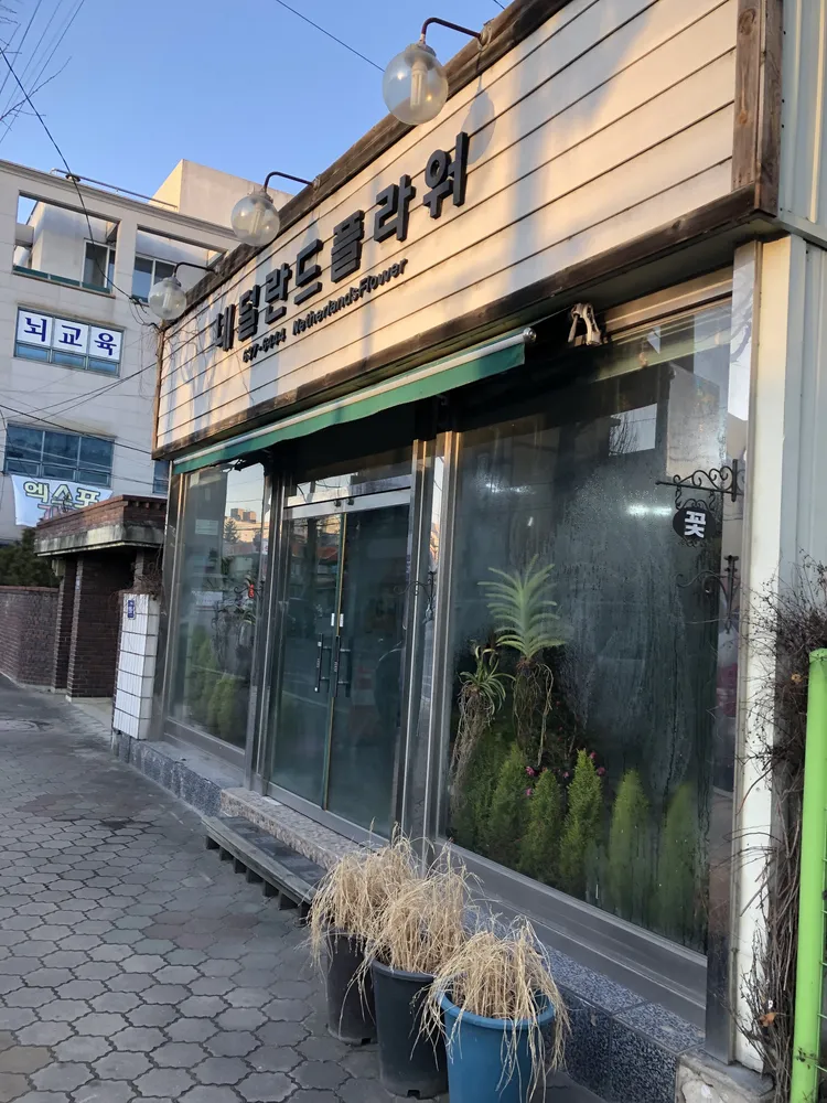 네덜란드플라워 대표 이미지