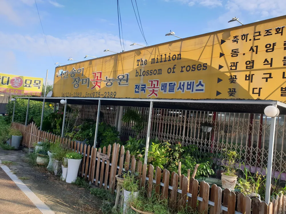 백만송이장미꽃농원 대표 이미지