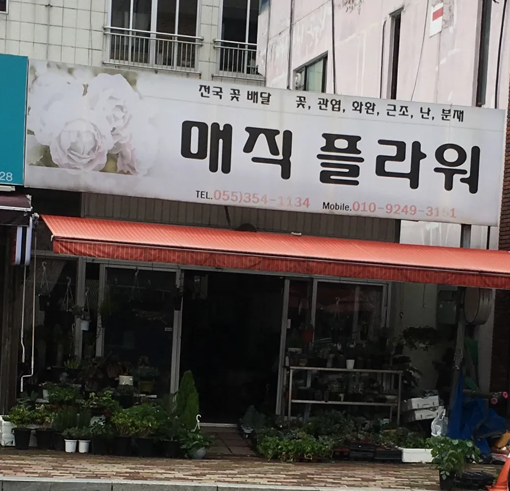 매직플라워 대표 이미지