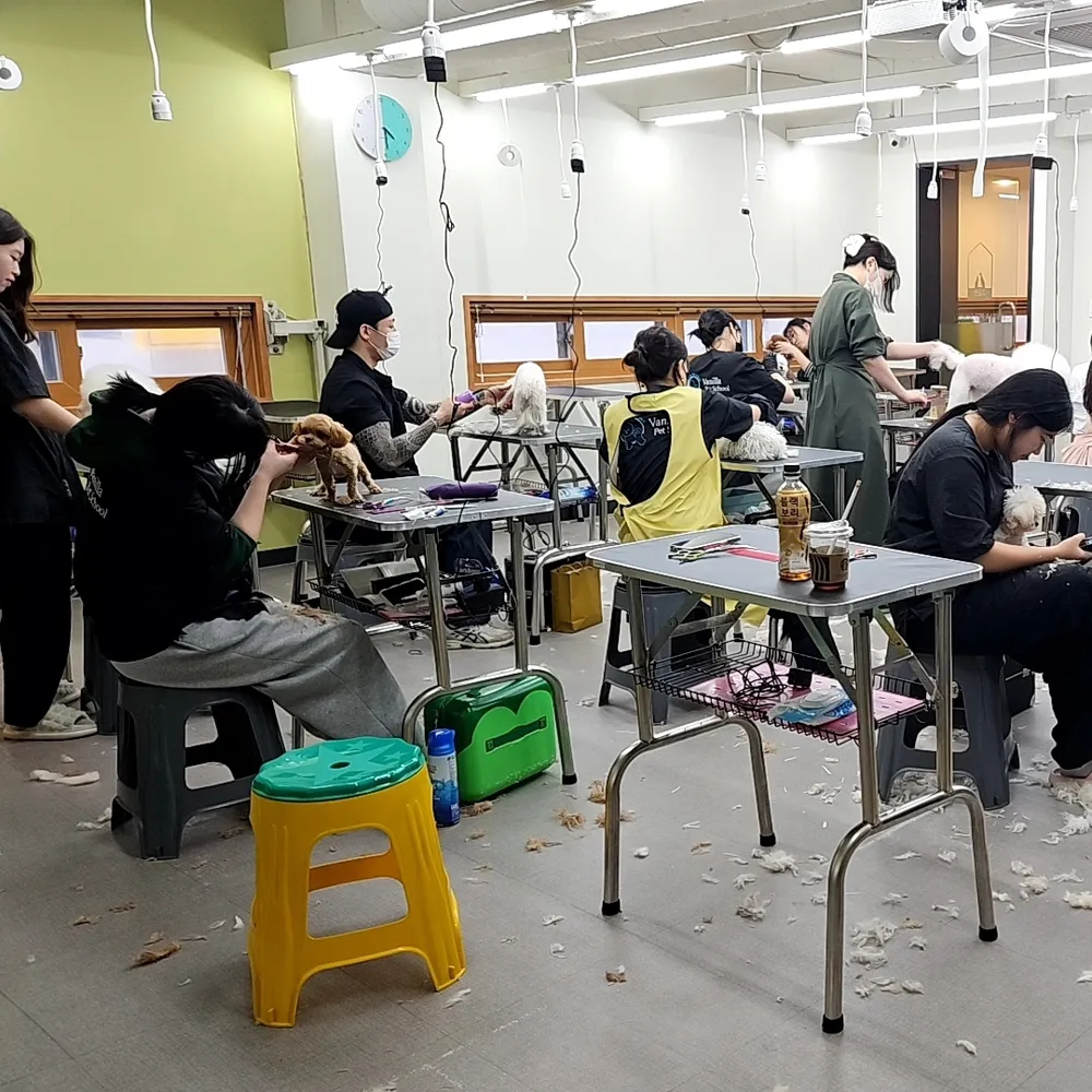 바닐라애견미용학원 대표 이미지