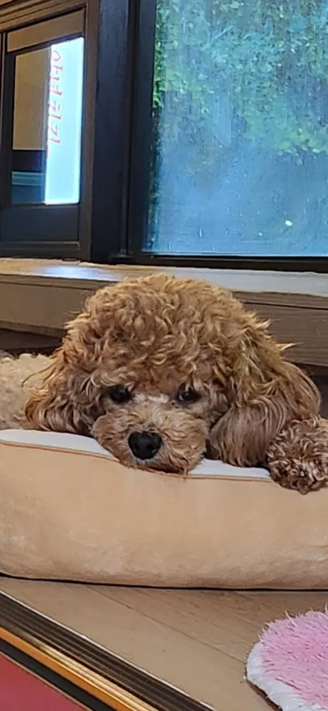 멍멍클럽 대표 이미지