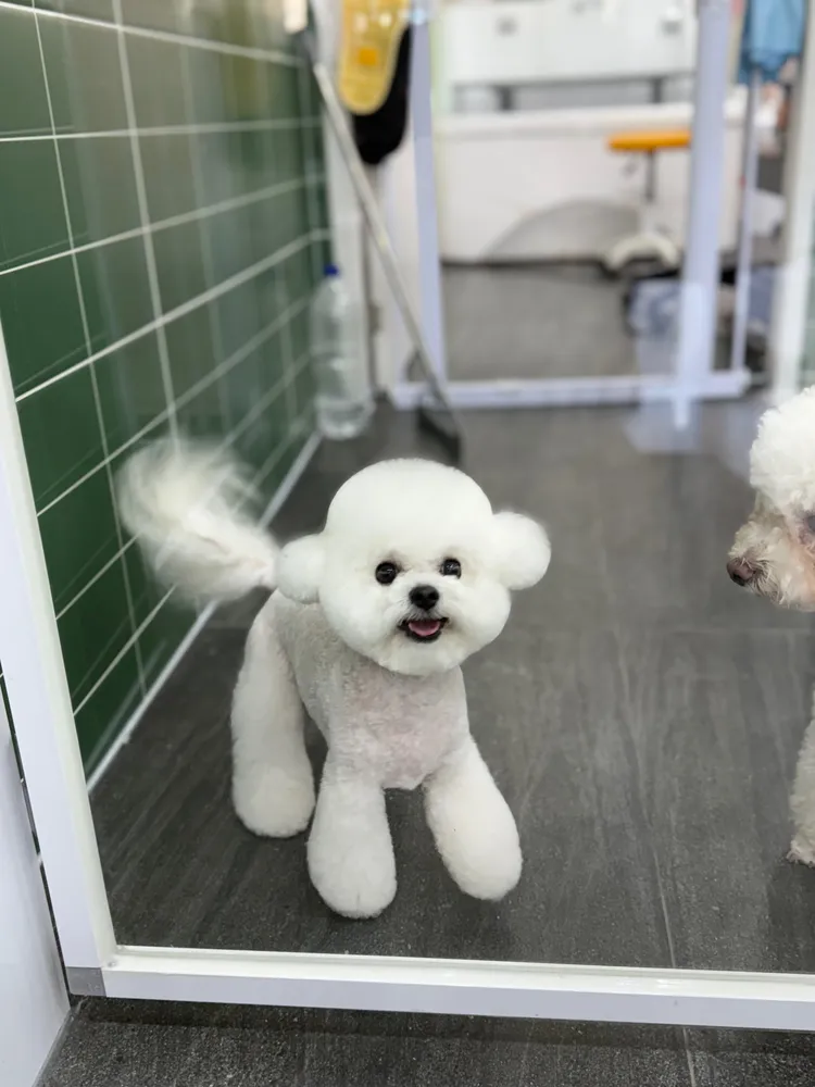 버블독스 대연혁신지구점 대표 이미지