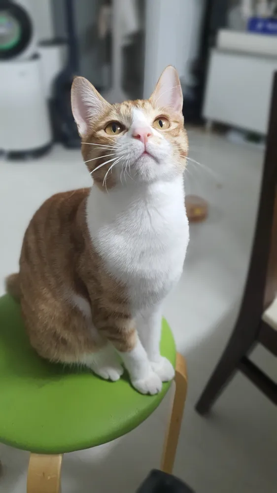 에이쁠펫샾 대표 이미지