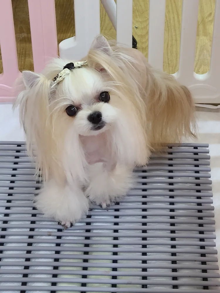 하얀강아지 대표 이미지