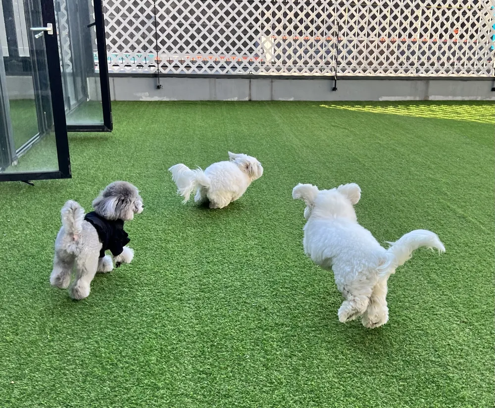 헬로우버디 용인죽전점 대표 이미지