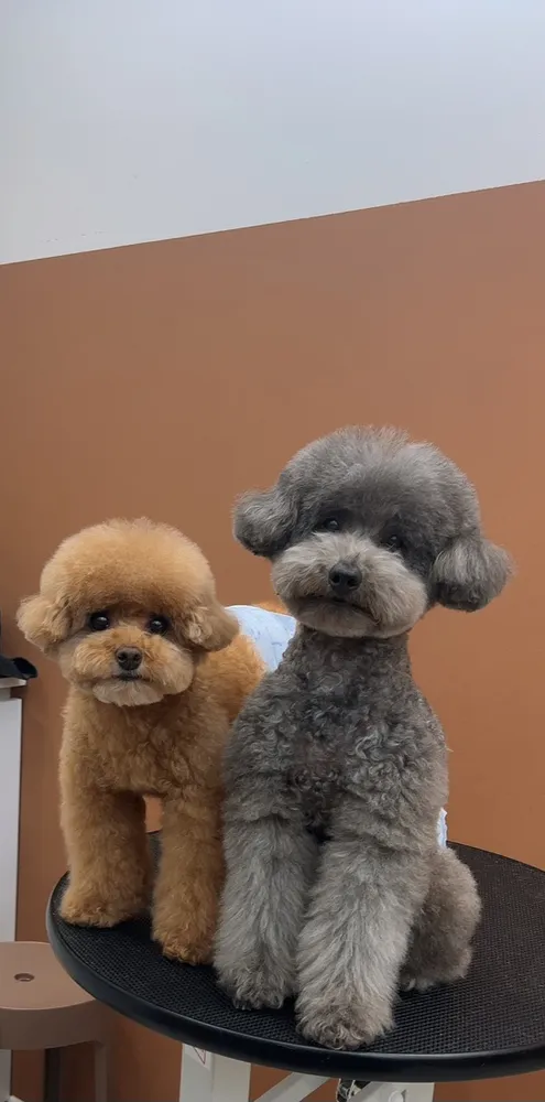 사랑스럽개 대표 이미지