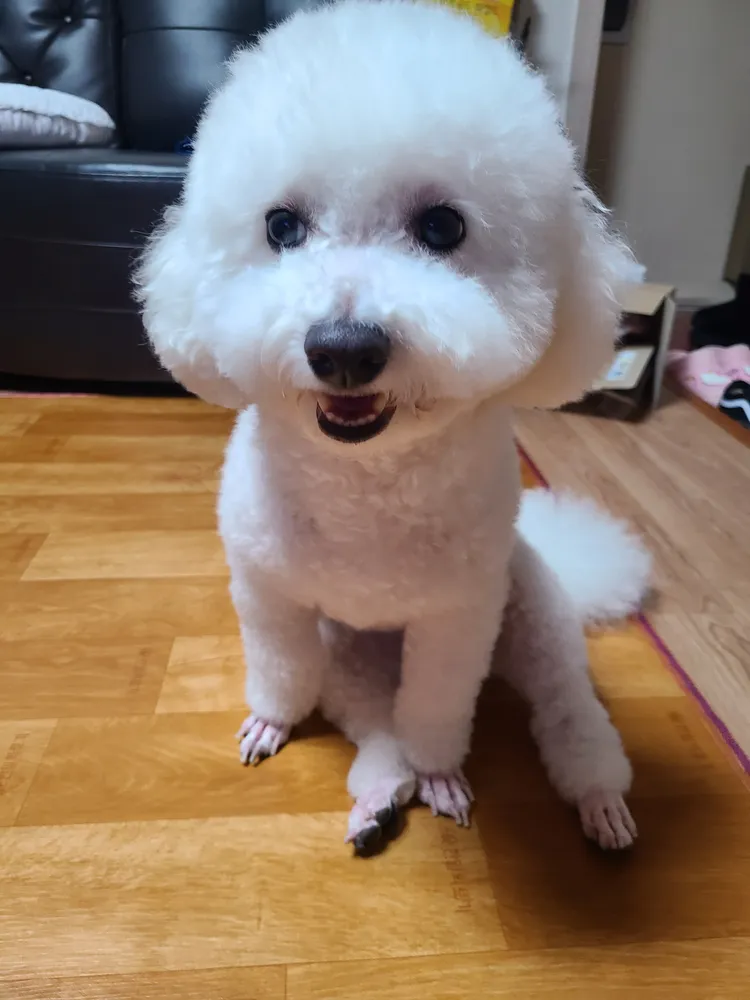 도그사랑 대표 이미지