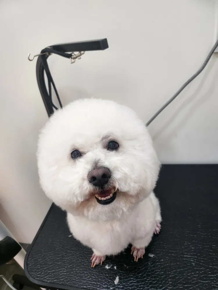 똥강아지이발소 대표 이미지