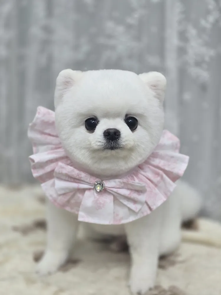 벨라펫샵 대표 이미지