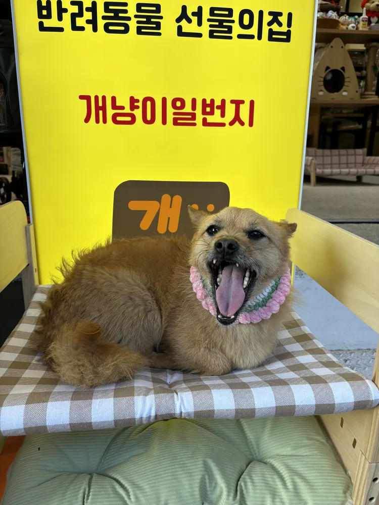 개냥이일번지 대표 이미지