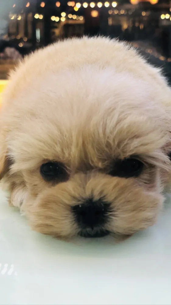 스타독 대표 이미지