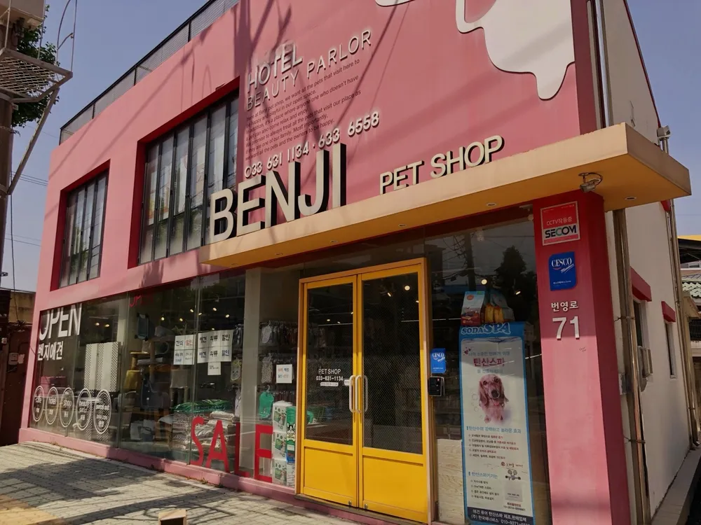 벤지애견 대표 이미지