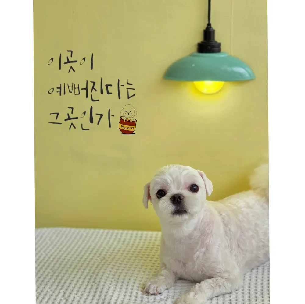 개꿀이발소애견미용실 대표 이미지