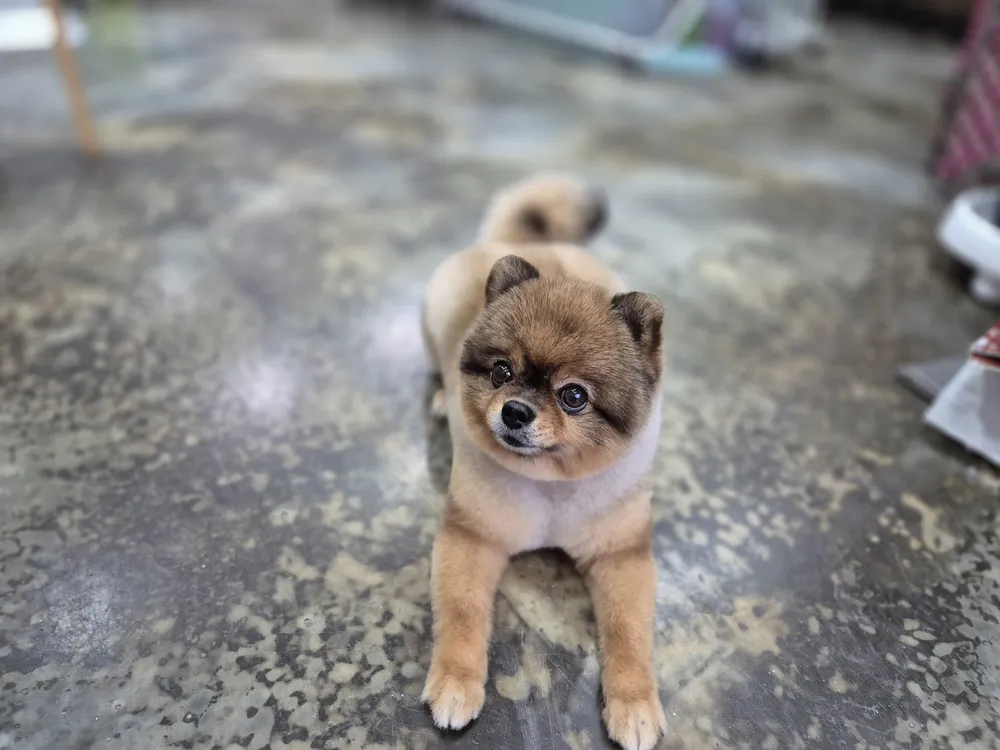 개밥주세요 대표 이미지