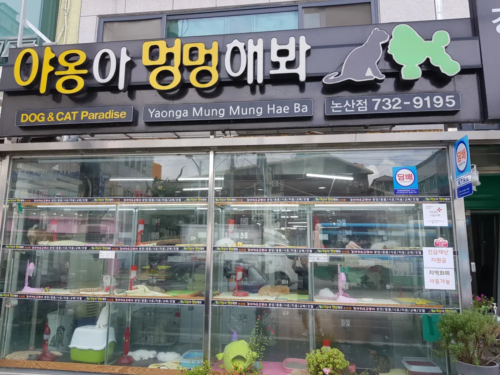 야옹아멍멍해봐황산애견점 대표 이미지