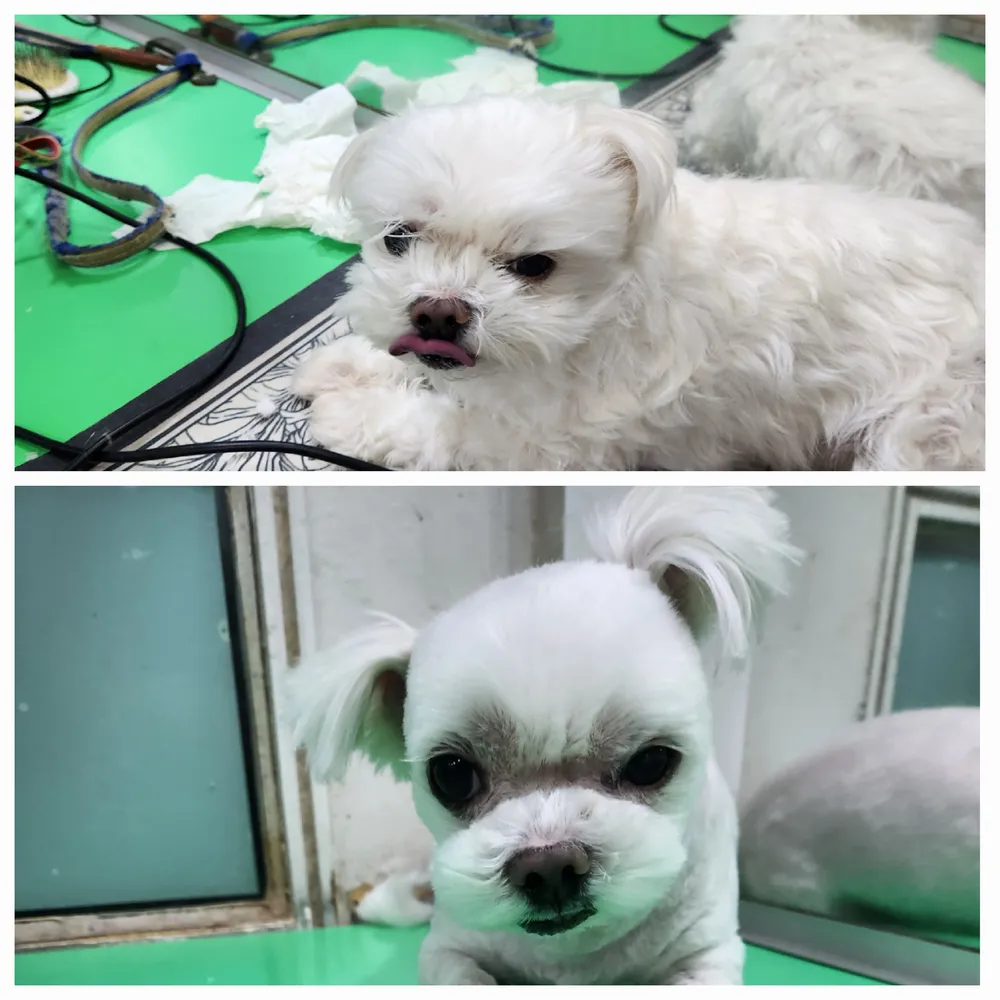 파트라슈 대표 이미지