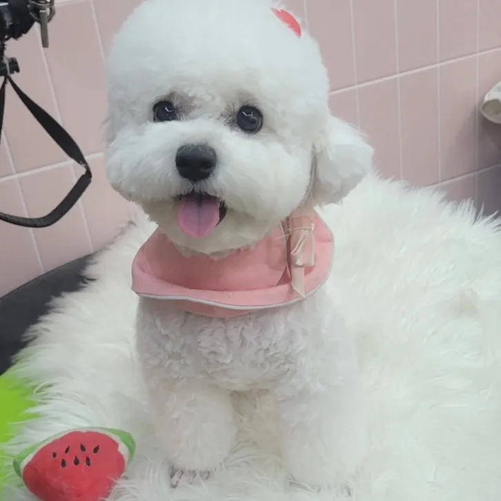 뭉치펫 애견미용 대표 이미지
