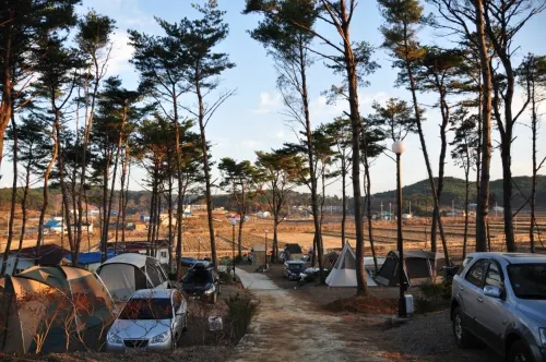 무창포솔원캠핑장 대표 이미지