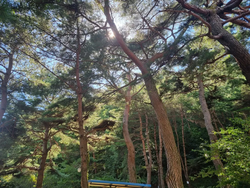 각화산캠핑장 대표 이미지